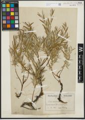 Foto von Salix repens subsp. rosmarinifolia (L.) Andersson